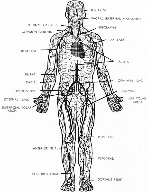 IMPORTANT ARTERIES OF THE BODY