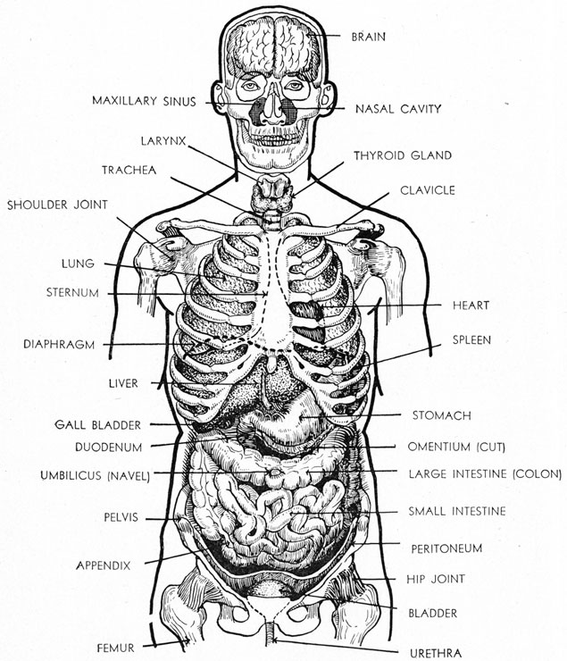 DIAGRAM OF THE HEAD AND TORSO SHOWING RELATIONSHIP OF THE ORGANS