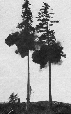 Photo of two trees with an explosion about midway up.