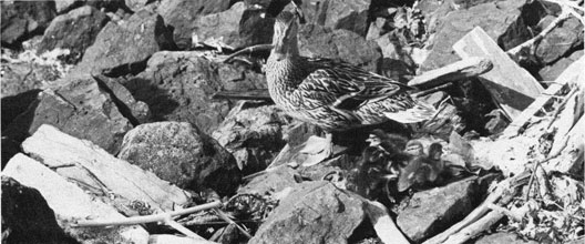 A duck and her ducklings on the rocks.