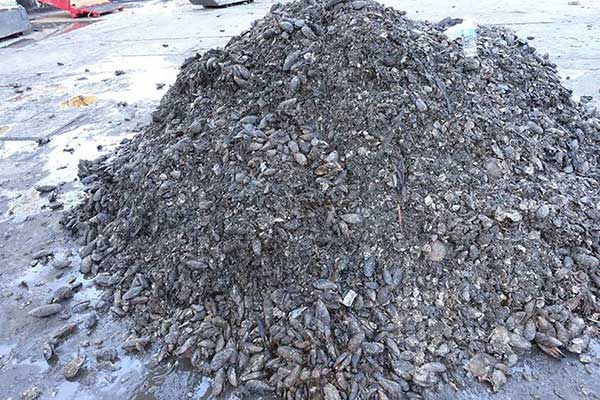 Large pile of muscles and dirt removed from the hull